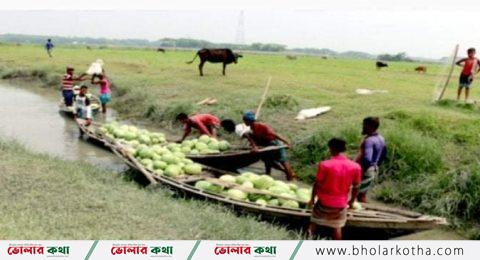 ভোলায় তরমুজের বাম্পার ফলন ॥ ভালো দাম পাওয়ায় চাষিরা খুশি ॥