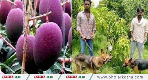 মিয়াজাকী আম প্রতিকেজি পৌনে তিন লক্ষ টাকা পাহারা সশস্ত্র বাহিনী