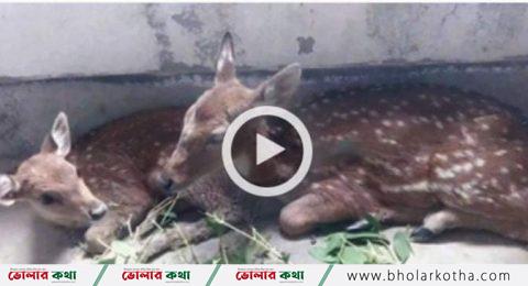 বনে ফিরে গেল জোয়ারে ভেসে আসা ২ হরিণ শাবক