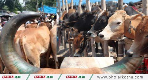 অধিক দামে কিনছেনা গরু , স্বপ্ন ভেঙে যাচ্ছে অনেক ক্ষুদ্র খামারী ও বিক্রেতার