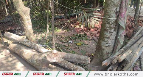 বোরহানউদ্দিনে ক্ষমতার দাপট দেখিয়ে সরকারি গাছ কর্তন