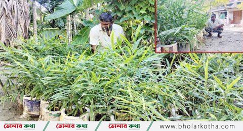 কৃষকরা স্বপ্ন বুনছেন অনাবাদি জমিতে বস্তায় আদা চাষে
