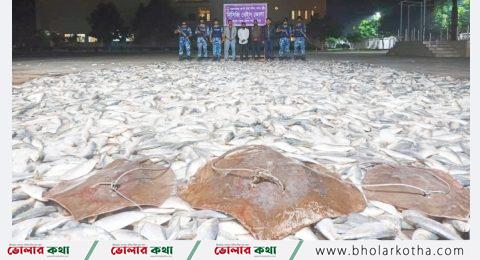 ৫শ’ ২০ মন জাটকা ও ১শ’ কেজি শাপলা পাতা মাছ জব্দ