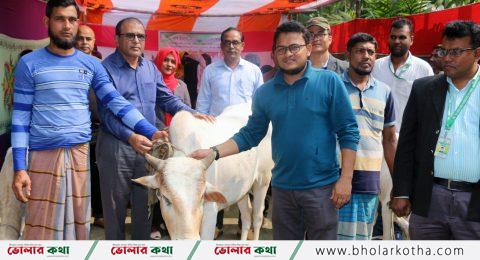 দৌলতখানে বিনামূল্যে বিলুপ্তপ্রায় ‘মীর কাদিম’ জাতের গরু ও উপকরণ বিতরণ