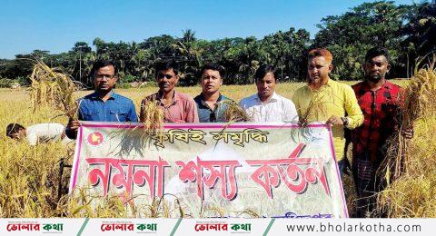 বোরো ধানের বাম্পার ফলন, বোরহানউদ্দিনে কৃষকের মুখে হাঁসি