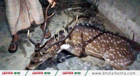 মায়াবি হরিণ উদ্ধার, অতপর বনে অবমুক্ত