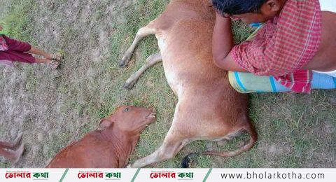 বজ্রপাতে মনপুরায় দুই গরুর মৃত্যু