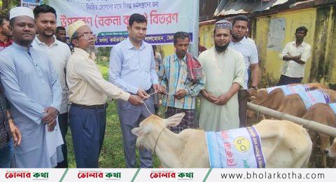 লালমোহনে জেলেদের মাঝে বকনা বাছুর বিতরণ