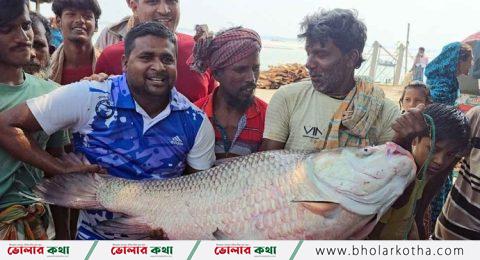 পদ্মার এক কাতল বিক্রি হলো অর্ধলাখ টাকায়!